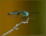 DigitalScape Photography Images